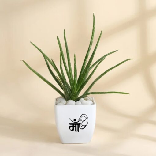 Loving Aloe Vera Present featuring a lush aloe vera plant in a stylish planter, symbolizing healing, love, and care—perfect for a thoughtful Mother's Day gift.
