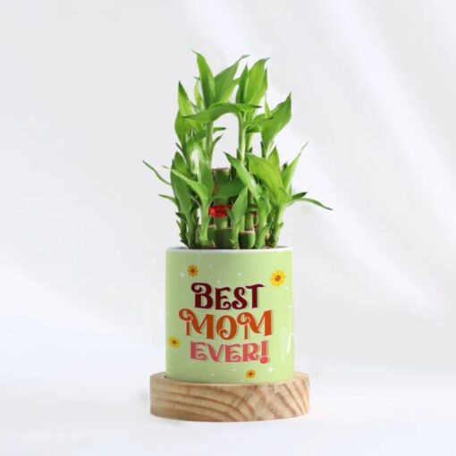 Mom's Bamboo Harmony Set featuring two gracefully arranged bamboo plants in a stylish planter, symbolizing harmony, growth, and good fortune—perfect for a thoughtful Mother's Day gift.