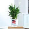 Beloved Mom Peace Lily plant with glossy green leaves and white flowers in a self-watering planter