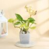 Wonderful Mom Money Plant featuring vibrant green leaves and a decorative "Wonderful Mom" tag, symbolizing prosperity and love—perfect for a Mother's Day gift