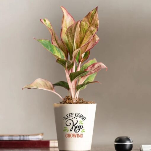 Scarlet Beauty Aglaonema plant with striking red and green foliage in a decorative pot, ideal for home décor and thoughtful gifting
