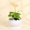Lucky Mom Money Plant in a stylish ceramic pot, symbolizing prosperity and love, perfect as a Mother’s Day gift to bring good luck and green charm to mom’s home