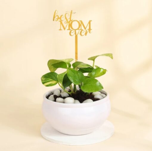 Lucky Mom Money Plant in a stylish ceramic pot, symbolizing prosperity and love, perfect as a Mother’s Day gift to bring good luck and green charm to mom’s home
