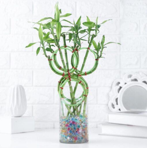 Lucky bamboo plant in decorative pot titled "Sacred Bamboo Blessing" – ideal gift for positivity, spiritual charm, and home décor.