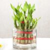 Lucky Bamboo Twin Layers – two-layer lucky bamboo plant with cake gift combo