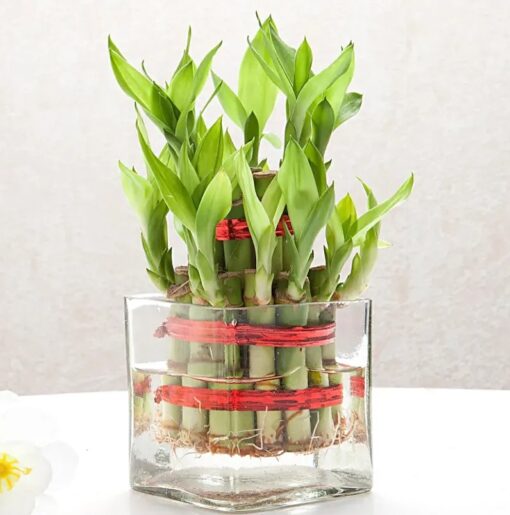 Lucky Bamboo Twin Layers – two-layer lucky bamboo plant with cake gift combo