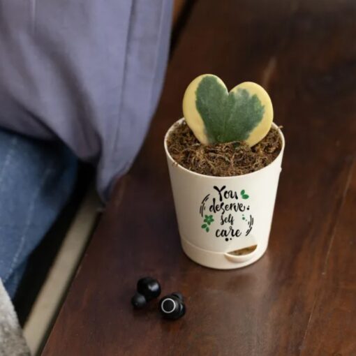 Nurturing Hoya Plant Gift featuring a heart-shaped Hoya kerrii leaf in a decorative pot, ideal for gifting