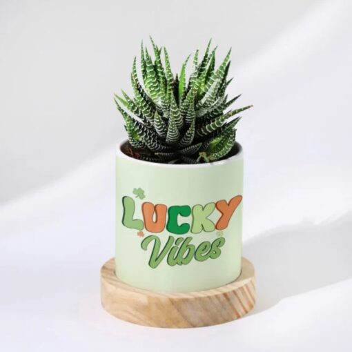 Custom Mom's Lucky Succulent featuring a personalized planter with a thriving Haworthia succulent, symbolizing good luck and enduring love—a perfect gift for Mother's Day.