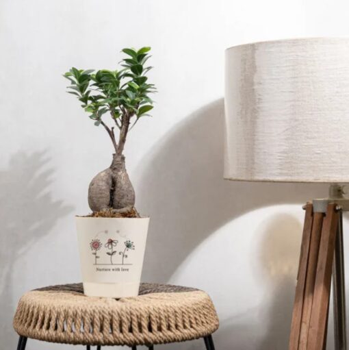 Heartfelt Ficus Bonsai gift in a decorative ceramic pot, symbolizing growth, harmony, and love—ideal plant gift for special occasions
