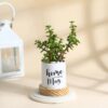 Jade Ensemble for Mother featuring a lush jade plant in a decorative planter, symbolizing prosperity, good health, and timeless love—ideal for a meaningful Mother's Day gift.