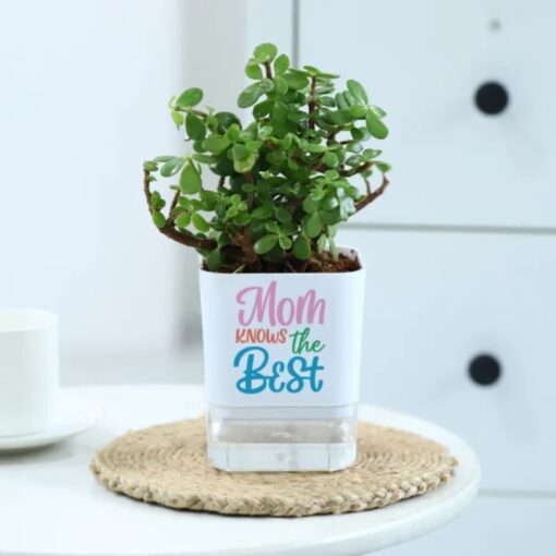 Oasis Jade Plant for Mom featuring a lush jade plant in a self-watering pot, symbolizing luck and easy care—an ideal and thoughtful gift.