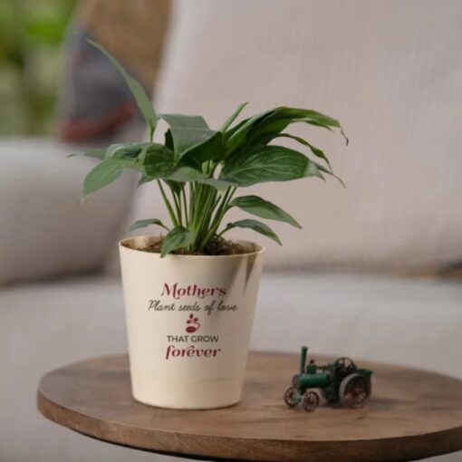 Petite Peace Lily Gift in a stylish pot, featuring delicate white blooms and lush green leaves, symbolizing peace and harmony—ideal for thoughtful gifting.