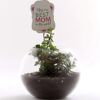 Jade Serenity Mom Terrarium – elegant jade plant in glass terrarium with natural decor.