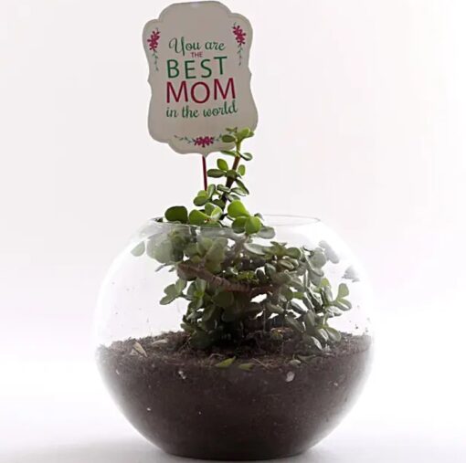 Jade Serenity Mom Terrarium – elegant jade plant in glass terrarium with natural decor.