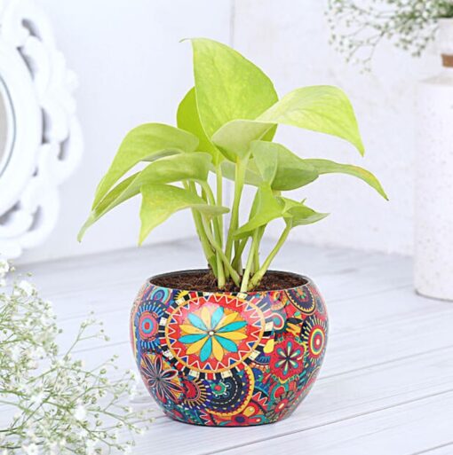 Prosperity Print Money Plant – money plant in colorful printed pot symbolizing luck and prosperity.
