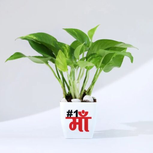 Mom's Lucky Money Gift featuring a lush money plant in a decorative pot, symbolizing luck and prosperity