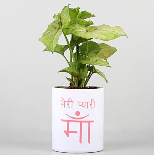 Loving Mom Syngonium Gift – Syngonium plant in colorful Meri Pyaari Maa mug, perfect for Mom
