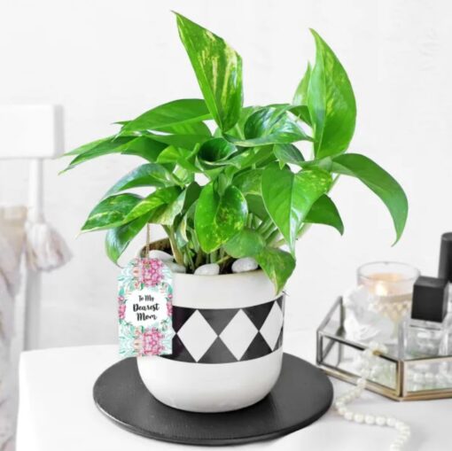 Prosperity Gift for Mom featuring lush green plants symbolizing wealth and health, arranged beautifully to convey love and appreciation for Mother's Day.