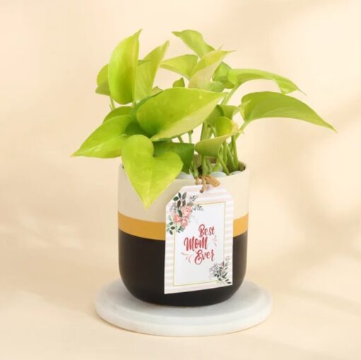 Aura Money Plant Gift in a stylish ceramic pot, featuring vibrant green leaves that symbolize prosperity and positive vibes—ideal for gifting or home décor.