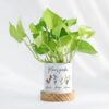Serenity Money Plant Gift featuring a lush money plant in a personalized pot, symbolizing prosperity and calm—a thoughtful gift for Mom.