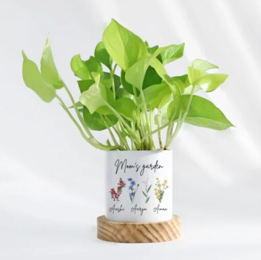Serenity Money Plant Gift featuring a lush money plant in a personalized pot, symbolizing prosperity and calm—a thoughtful gift for Mom.