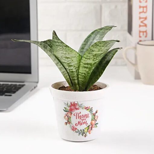 Elegant Sansevieria Mom Tribute – snake plant in a stylish pot, perfect gift for Mom