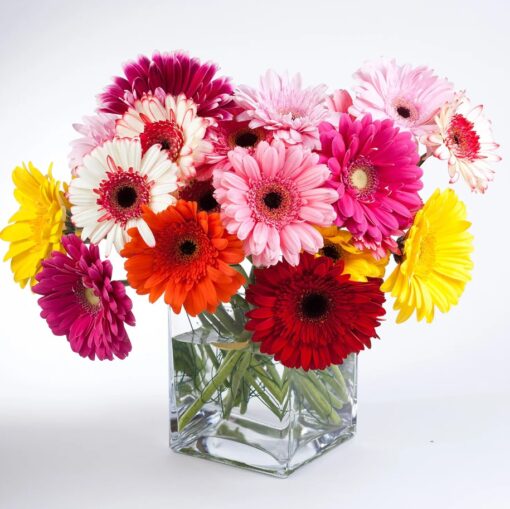 Gerbera Elegance Vase – 20 white gerberas arranged elegantly in a clear glass vase