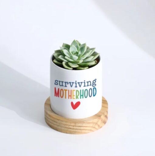 Mom's Serenity Succulent Set featuring a variety of lush succulents arranged in a stylish planter, perfect as a calming and elegant Mother's Day gift.