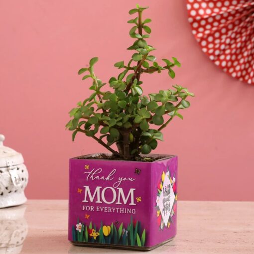 Mom’s Jade Plant Gift – compact jade succulent plant in decorative pot for Mom