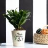 Compacta Dracaena Self-Care plant in a modern pot, featuring lush, compact green foliage—ideal for promoting relaxation and self-care in any indoor space.