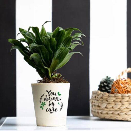 Compacta Dracaena Self-Care plant in a modern pot, featuring lush, compact green foliage—ideal for promoting relaxation and self-care in any indoor space.