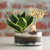 Serene Snake Plant Gift in decorative pot for Mother’s Day