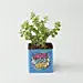 Bro’s Lucky Money Plant – Crassula ovata jade plant in decorative pot.